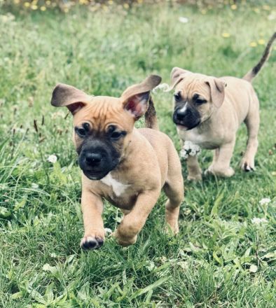 Wunderschöne American Bully Pocket/Classic Welpen suchen ein liebevolles Zuhause