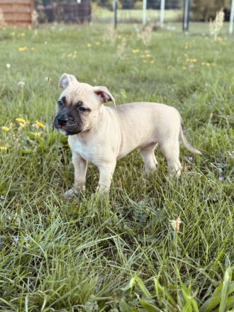 Wunderschöne American Bully Pocket/Classic Welpen suchen ein liebevolles Zuhause