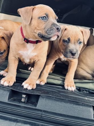 Wunderschöne American Bully Pocket/Classic Welpen suchen ein liebevolles Zuhause