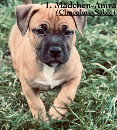 Wunderschöne American Bully Pocket/Classic Welpen suchen ein liebevolles Zuhause