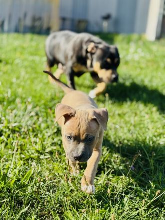 Wunderschöne American Bully Pocket/Classic Welpen suchen ein liebevolles Zuhause