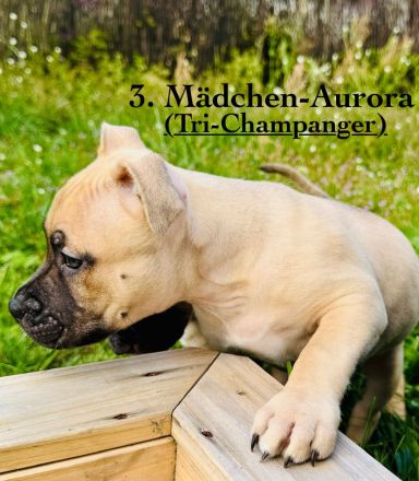 Wunderschöne American Bully Pocket/Classic Welpen suchen ein liebevolles Zuhause