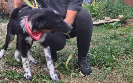 Familie für Fenna gesucht