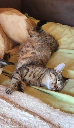 Große Schmusemaus sucht ihr füri mmer Zuhause