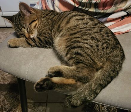 Große Schmusemaus sucht ihr füri mmer Zuhause