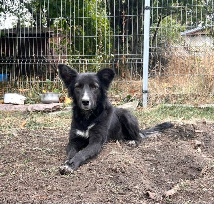 Kira- auf der Suche nach Ihrem Glück🍀🩷