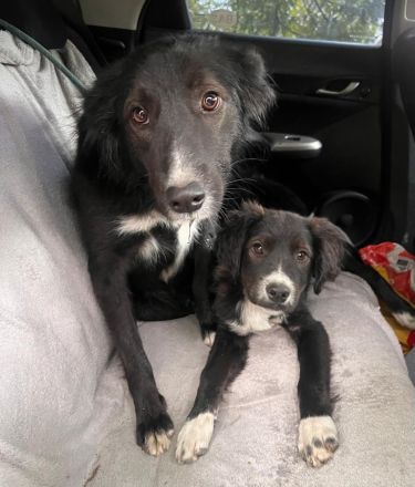 Kira- auf der Suche nach Ihrem Glück🍀🩷