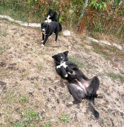 Kira- auf der Suche nach Ihrem Glück🍀🩷