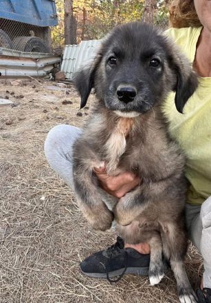 5 Welpengeschwister suchen Ihre für immer Menschen🍀❤️