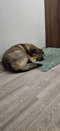 Breeze mit braunen augen sucht dich ...