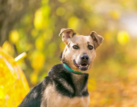 Zauberhafte Amanda sucht liebe menschen