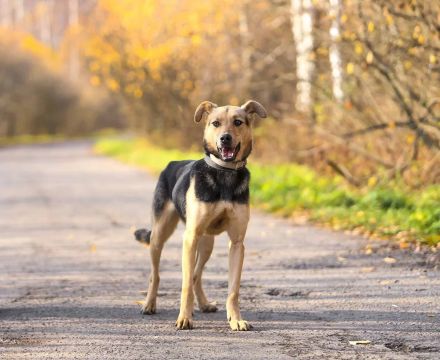 Zauberhafte Amanda sucht liebe menschen