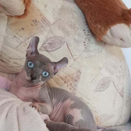 Sphynx Elf Deckkater