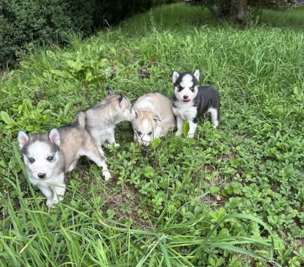 Sibirien Malamute Husky zum Verlieben, suchen ihr Traum Zuhause