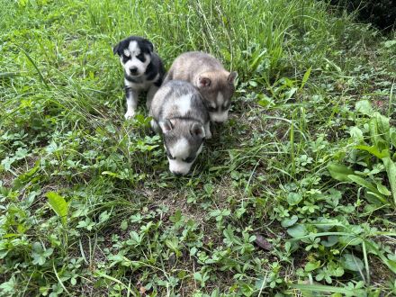 Sibirien Malamute Husky zum Verlieben, suchen ihr Traum Zuhause