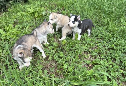 Sibirien Malamute Husky zum Verlieben, suchen ihr Traum Zuhause