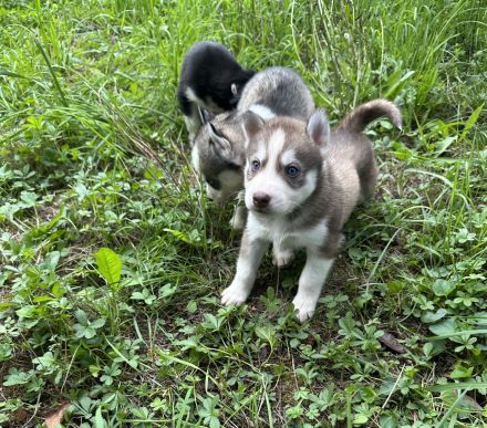 Sibirien Malamute Husky zum Verlieben, suchen ihr Traum Zuhause
