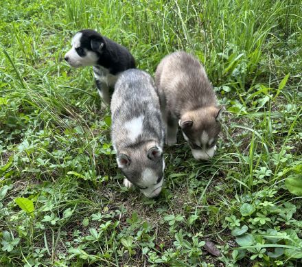 Sibirien Malamute Husky zum Verlieben, suchen ihr Traum Zuhause