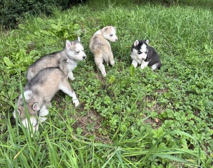 Sibirien Malamute Husky zum Verlieben, suchen ihr Traum Zuhause