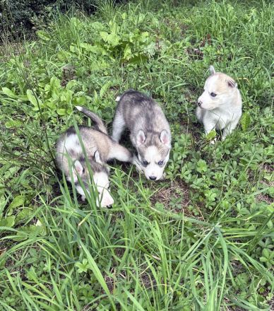 Sibirien Malamute Husky zum Verlieben, suchen ihr Traum Zuhause