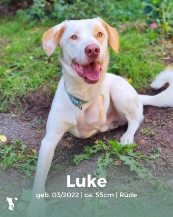 Luke - unser Dreibein sucht sein Zuhause für immer (29348 Eschede)