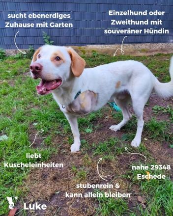 Luke - unser Dreibein sucht sein Zuhause für immer (29348 Eschede)