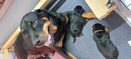 Rottweiler welpen aus ADRK Zucht