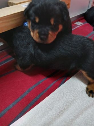 Rottweiler welpen aus ADRK Zucht