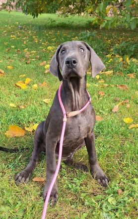 Dobermann Welpen in Blue & Rust und Blue Melanistic