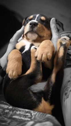 American Bully / SchÀferhund Welpen