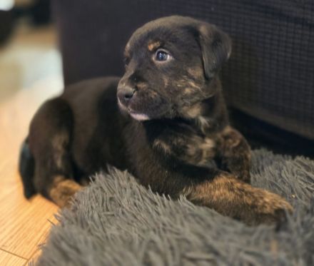 American Bully / SchÀferhund Welpen