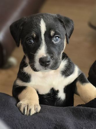 American Bully / SchÀferhund Welpen