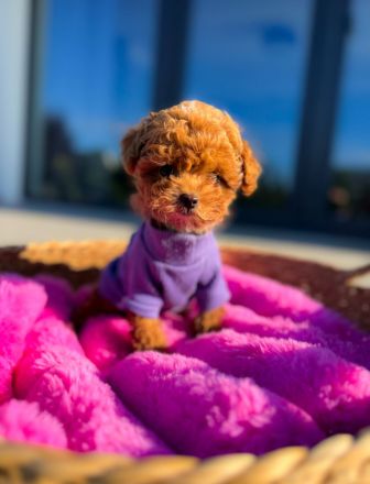 Schöner Teacup-Pudel