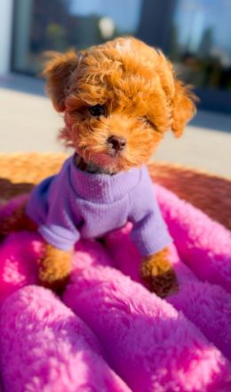 Schöner Teacup-Pudel