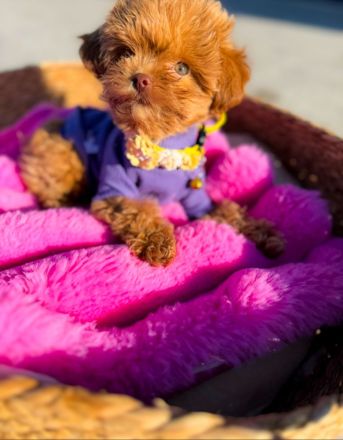 Schöner Teacup-Pudel