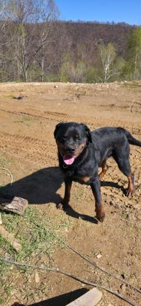 Rottweiler