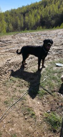 Rottweiler