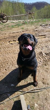 Rottweiler