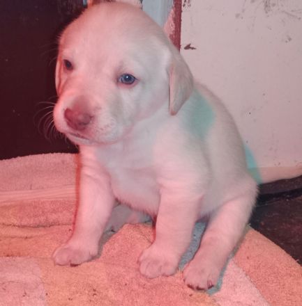 Labrador Welpen Hunde gelb Rüde Hund Appenzeller