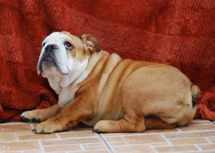 Wunderschöne English Bulldog Welpen mit FCI-Stammbaum zu verkaufen!