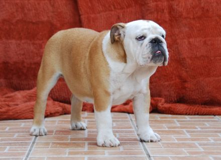 Wunderschöne English Bulldog Welpen mit FCI-Stammbaum zu verkaufen!