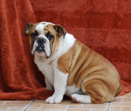 Wunderschöne English Bulldog Welpen mit FCI-Stammbaum zu verkaufen!