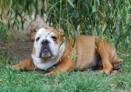 Wunderschöne English Bulldog Welpen mit FCI-Stammbaum zu verkaufen!