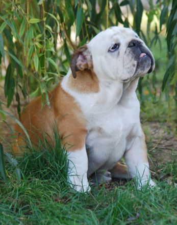 Wunderschöne English Bulldog Welpen mit FCI-Stammbaum zu verkaufen!