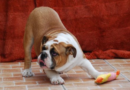 Wunderschöne English Bulldog Welpen mit FCI-Stammbaum zu verkaufen!