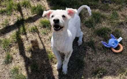 Flocki wartet auf seine Menschen