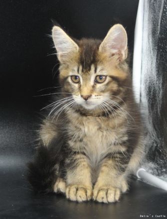 Maine Coon Babys mit Stammbaum