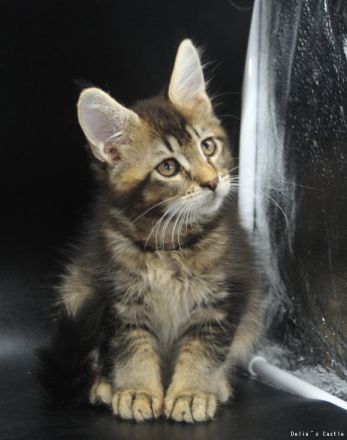 Maine Coon Babys mit Stammbaum