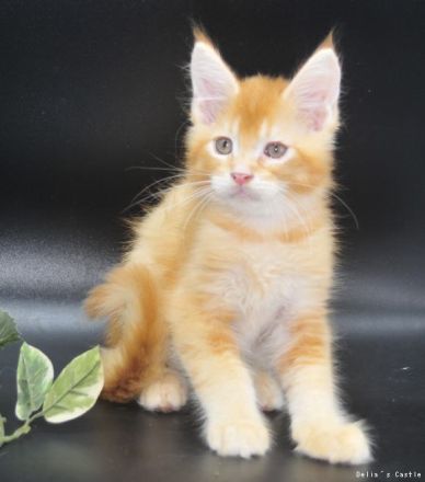 Maine Coon Babys mit Stammbaum