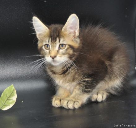 Maine Coon Babys mit Stammbaum